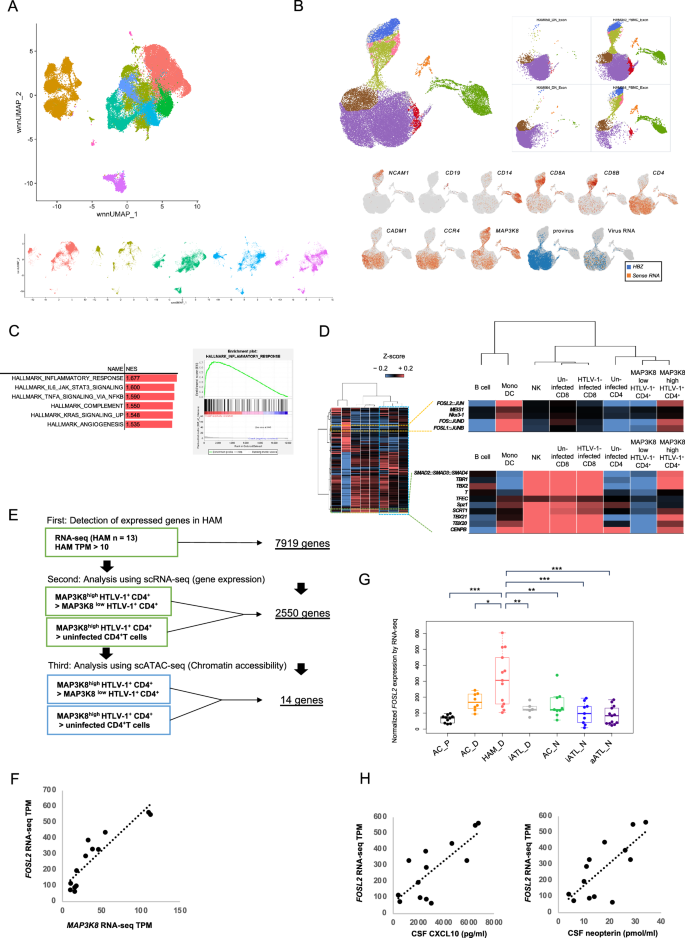 Fig. 5: Identification of MAP3K8high HTLV-1-infected CD4+ T cells with distinct transcriptional profiles by single-cell multiome analysis.
