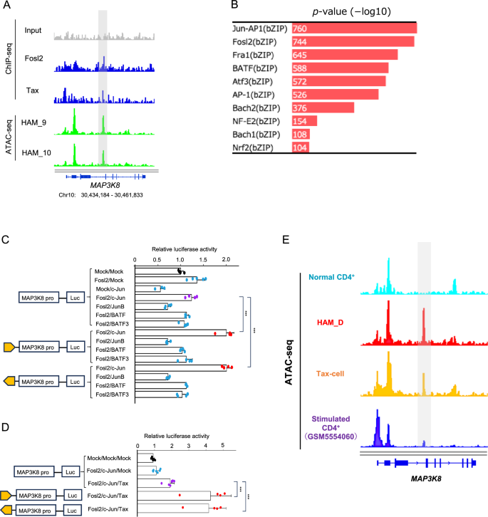 Fig. 6: Enhancer activity induction by Fosl2, c-Jun, and HTLV-1 Tax at the HAM-characteristic OCR within the MAP3K8 locus.