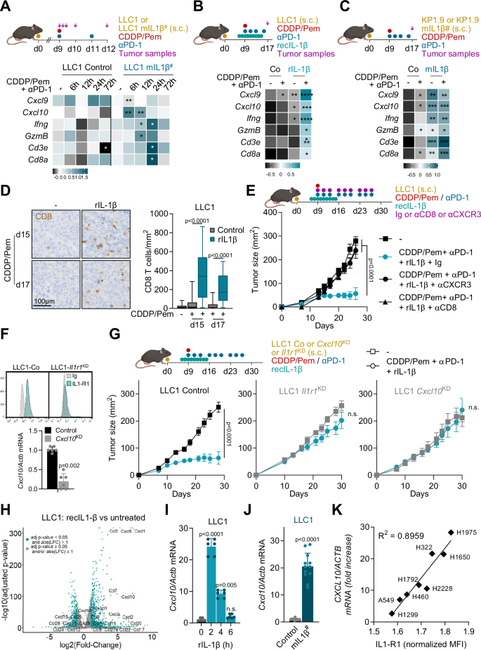 Fig. 2: IL-1β drives CXCL10-mediated CD8 T cell recruitment and chemo-immunotherapy efficacy.