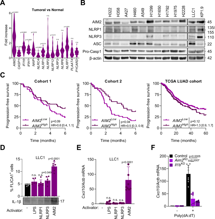 Fig. 3: AIM2 inflammasome activation induces caspase-1 activation and Cxcl10 expression in lung cancer cells.