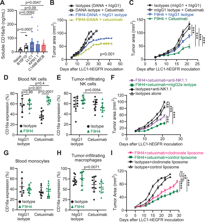 Fig. 4: F9H4 + cetuximab inhibit tumor growth in immunocompetent mice.