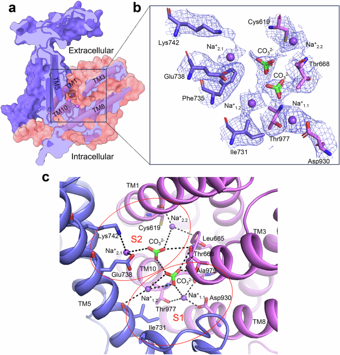 Fig. 2: Ion binding sites in the NBCn1 OF conformation.