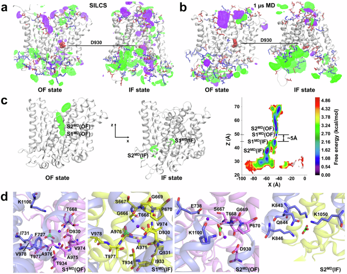 Fig. 3: Computational modeling of apo-NBCn1 and NBCn1 with a 2Na+-CO32− ion load.