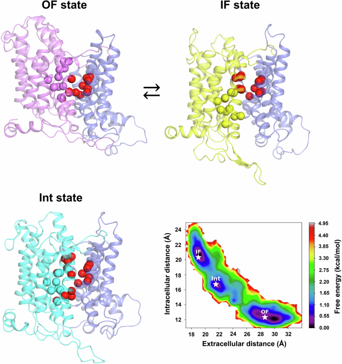 Fig. 4: NBCn1 Int state.