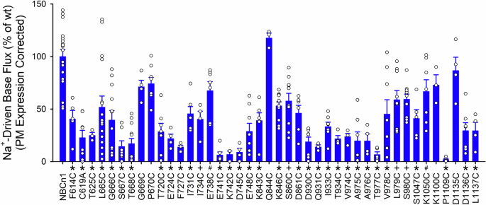 Fig. 5: NBCn1 Na+-driven base transport function corrected for cell-surface plasma membrane (PM) expression.