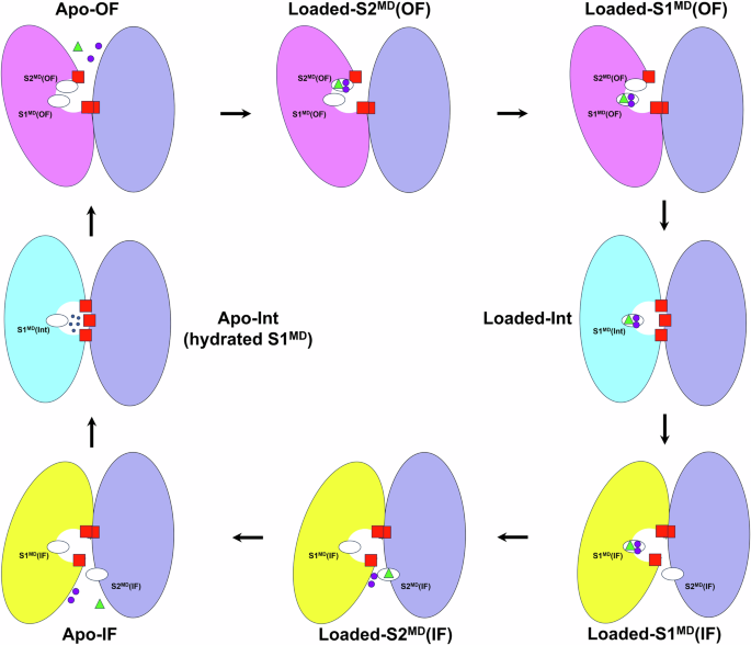 Fig. 6: Schematic overview of the NBCn1 OF ↔ IF elevator-type transport cycle.