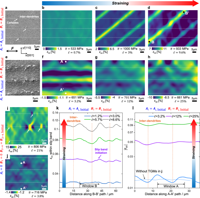 Fig. 3: TGMs-induced strain partitioning behavior at dendrite-scale.