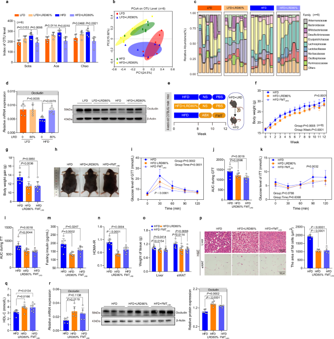 Fig. 2: Gut microbiota plays an important role in anti-obesity with LRD.
