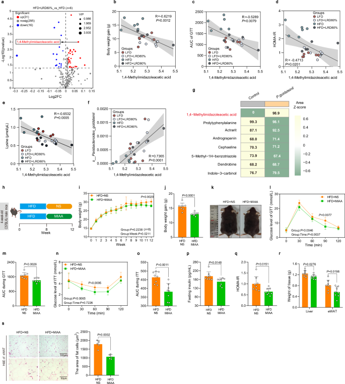 Fig. 4: P. goldsteinii may exert anti-obesity benefits through MIAA.
