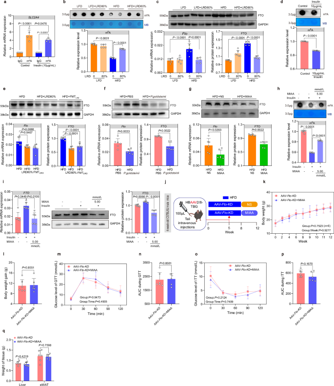 Fig. 6: MIAA regulates Slc2a4 expression through FTO-mediated m6A modification to exert anti-obesity effects.