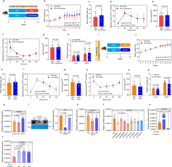 Fig. 7: FTO/YTHDC1 axis regulates m6A modification of SLC2A4.