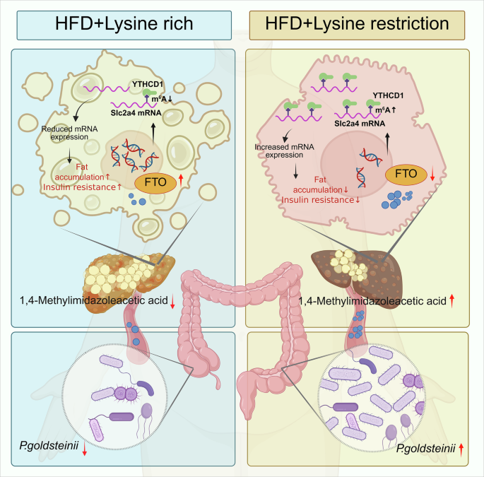 Fig. 8: Schematic model of the mechanism underlying LRD-induced obesity reduction.