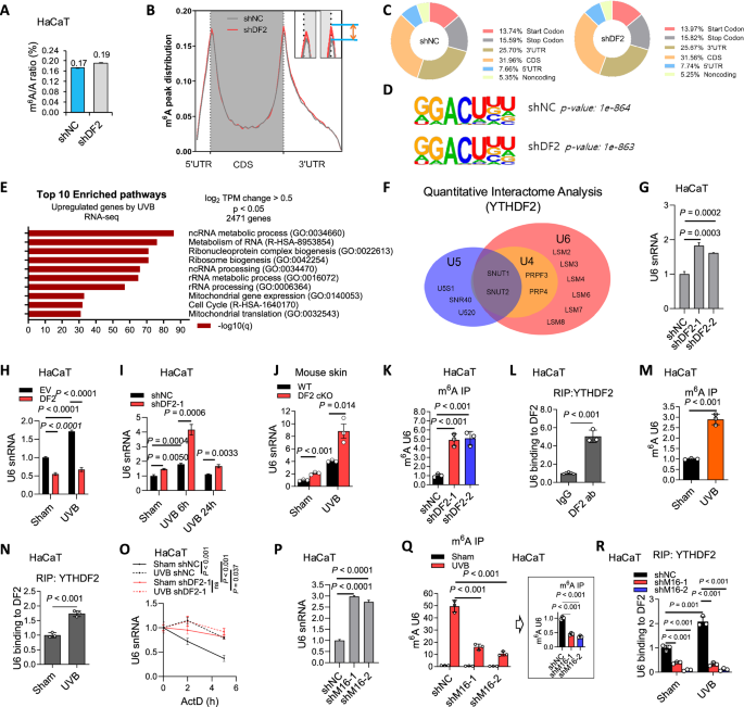Fig. 2: YTHDF2 binds to m6A-methylated self U6 snRNA to induce U6 decay.