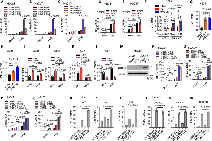 Fig. 3: YTHDF2 controls inflammatory gene expression through U6 m6A methylation.