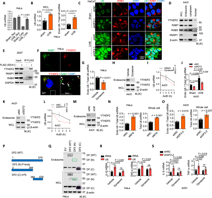 Fig. 5: Both U6 and YTHDF2 are localized in endosomes.