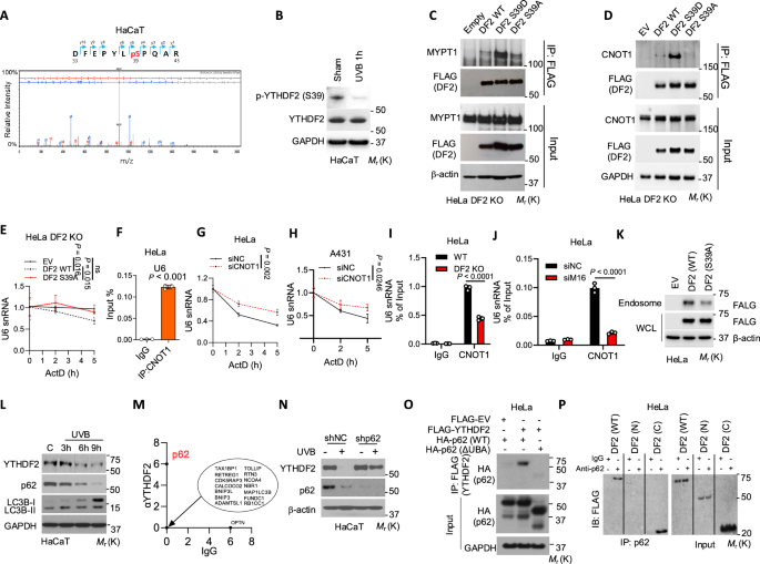 Fig. 6: YTHDF2 is inhibited by UVB irradiation.