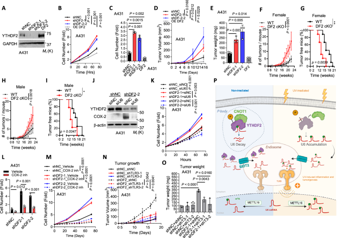 Fig. 7: YTHDF2 suppresses skin tumorigenesis in mice through inhibiting TLR3.