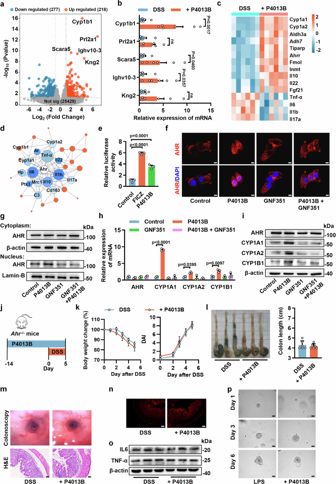 Fig. 3: P4013B protects against colitis dependent on AHR activation.