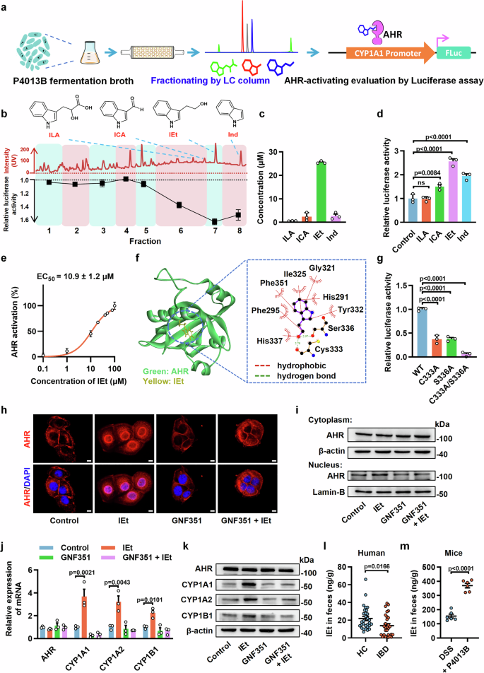 Fig. 4: P4013B-derived Indole-3-ethanol (IEt) is a microbial ligand of AHR.