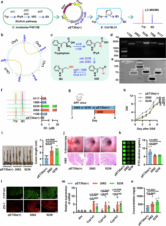 Fig. 6: Pyruvate decarboxylase-derived IEt suppresses DSS-induced colitis in mice through AHR activation.