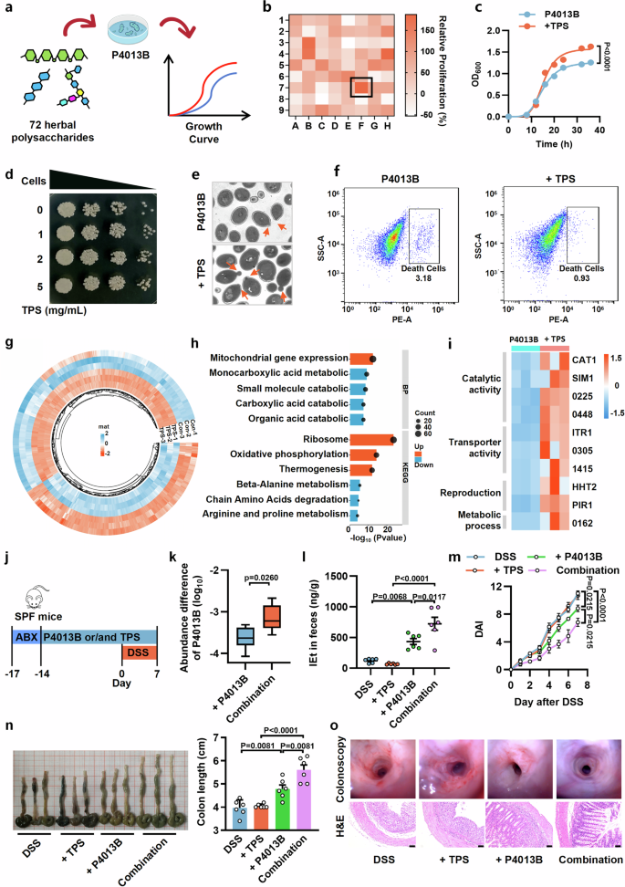 Fig. 7: Tea Polysaccharide enhances the anti-colitis activity of P4013B as a prebiotic.