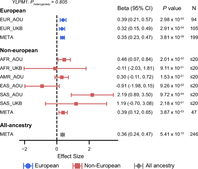 Fig. 2: Effect of YLPM1 PTVs on BMI across ancestries.