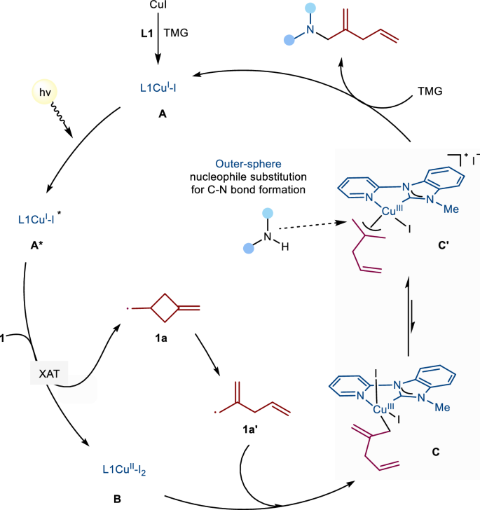Fig. 9: Proposed plausible mechanism for photocopper catalysis.