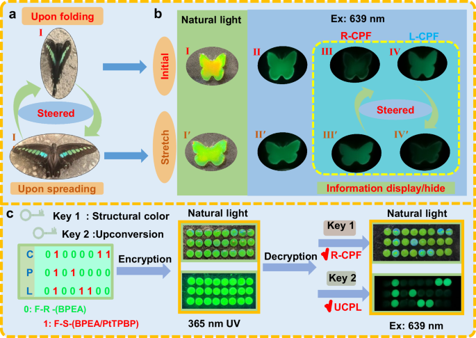Fig. 5: The applications of upconverted SPC films in dynamic information encryption and decryption.