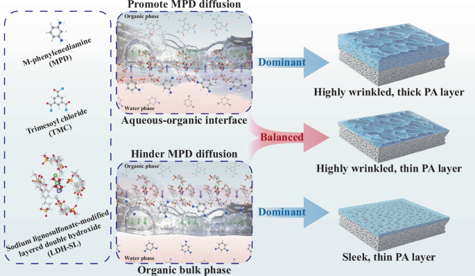 Fig. 3: Mechanism of sodium lignosulfonate-modified layered double hydroxides (LDH-SL) in polyamide (PA) layer formation.