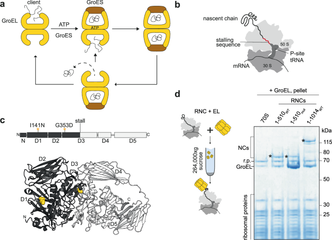 Fig. 1: GroEL binds ribosome:nascent chain complexes.
