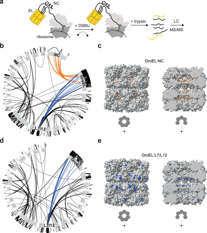 Fig. 2: GroEL uses different surfaces to bind ribosomal proteins and nascent chains.