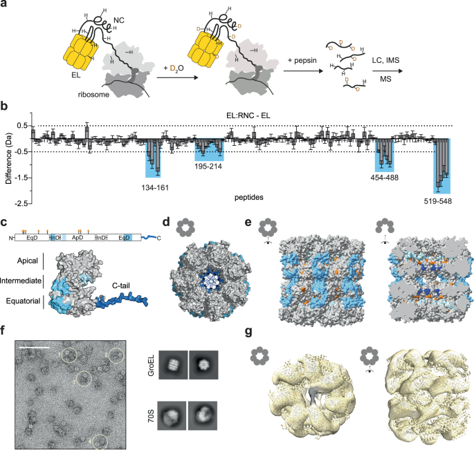 Fig. 3: Nascent chains bind the apical domains and C-terminal tails of GroEL.