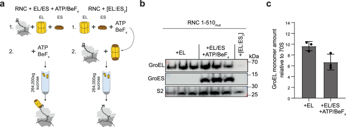 Fig. 4: GroES can be accommodated on RNCs bound by GroEL.