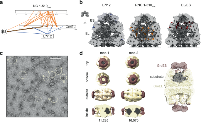 Fig. 5: Nascent chains occupy the central cavity of GroEL/ES.