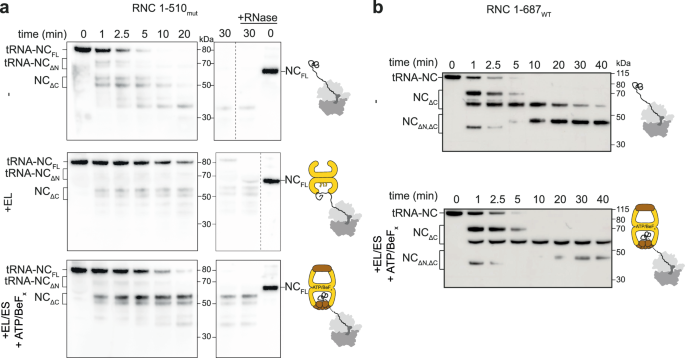 Fig. 6: GroEL/ES protects ~ 60 kDa fragments of nascent β-gal from limited proteolysis.