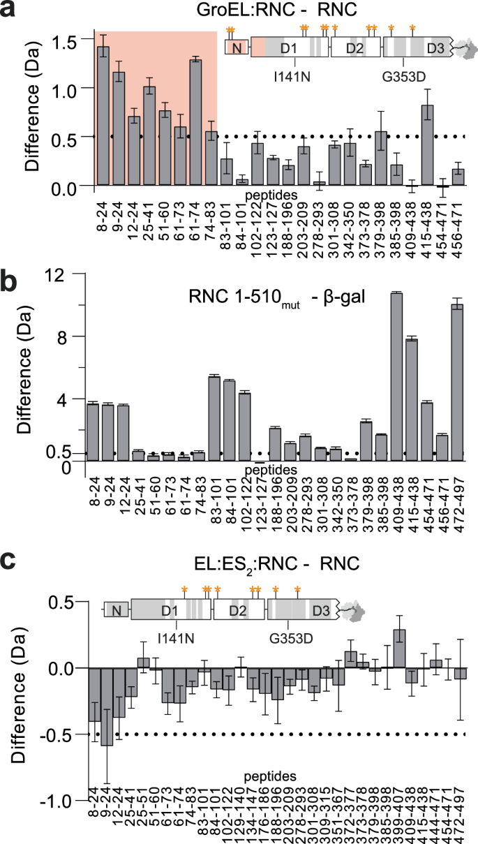 Fig. 7: GroEL locally destabilises the NC prior to encapsulation in GroEL:ES2.