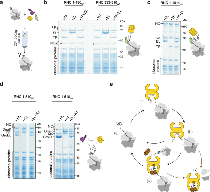 Fig. 8: Coordination of GroEL with Trigger factor and DnaK.