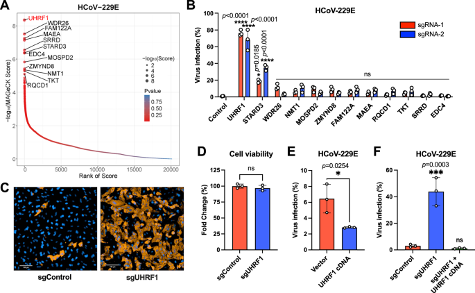 Fig. 1: Genome-wide CRISPR knockout screen identifies UHRF1 as a host restriction factor for HCoV-229E infection.