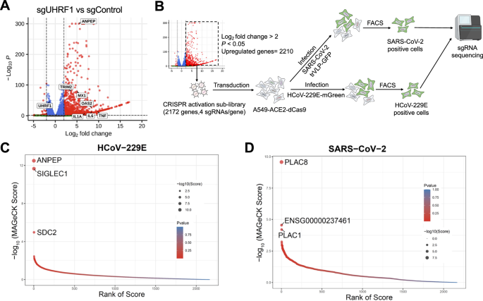 Fig. 5: APN is the most dominant gene suppressed by UHRF1 for HCoV-229E infection.