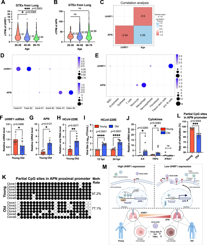Fig. 6: Age-related susceptibility to HCoV-229E driven by UHRF1 epigenetic modulation.