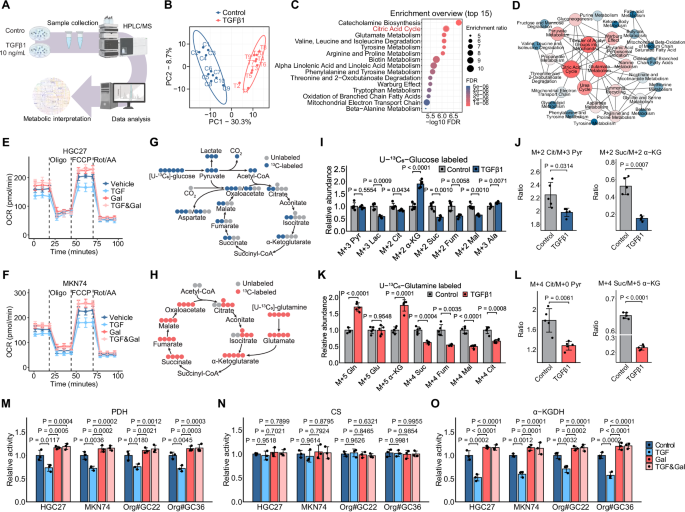 Fig. 2: TGFβ suppresses TCA cycle enzymes PDH and α-KGDH to restrict GC metabolism.