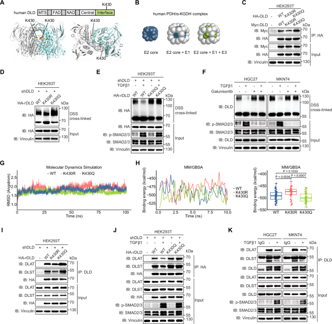 Fig. 4: DLD-K430 acetylation promotes DLD dimerization and assembly of PDH/α-KGDH complexes.