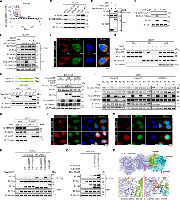 Fig. 5: TGFβ1 reduces DLD-K430 acetylation via SMAD3/4-dependent mitochondrial-nuclear translocation of ACAT1.