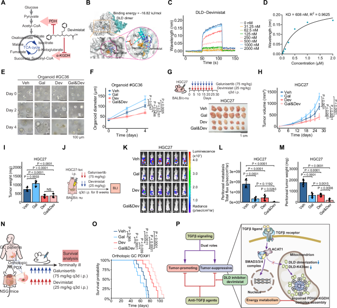Fig. 6: Dual targeting of DLD and TGFβ signaling enhances efficacy in GC models.