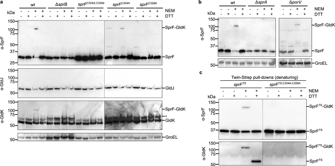 Fig. 2: SprF forms a disulfide bond with GldK.
