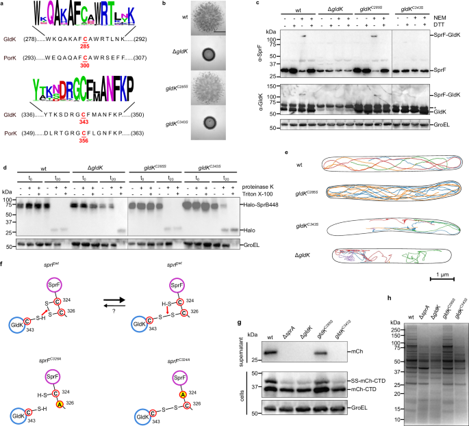 Fig. 3: Identification and functional characterization of the SprF-crosslinking residue in GldK.