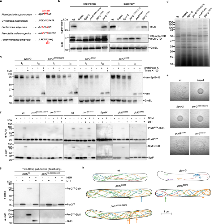 Fig. 4: F. johnsoniae PorG forms a disulfide bond with GldK C343 that is important for Type 9 protein transport and gliding motility.