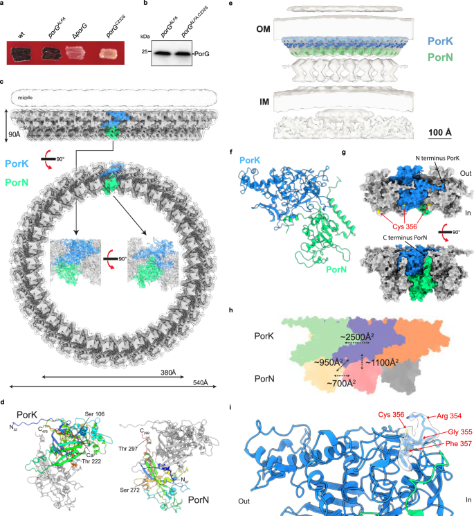 Fig. 5: Importance of the cysteine residue of P. gingivalis PorG and structure of the PorKN Hub complex.