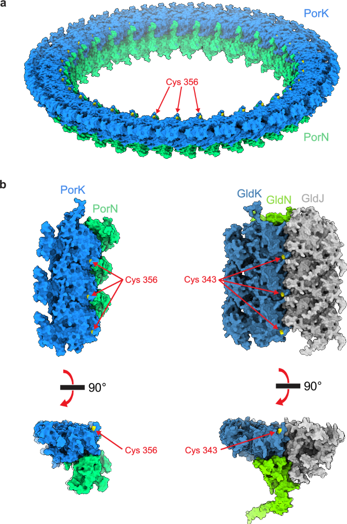 Fig. 6: Comparison of the structural organization of the P. gingivalis Hub complex and an AlphaFold model of the F. johnsoniae gliding track.
