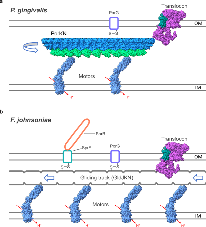 Fig. 7: An updated model for the connection between gliding motility and T9SS protein transport.